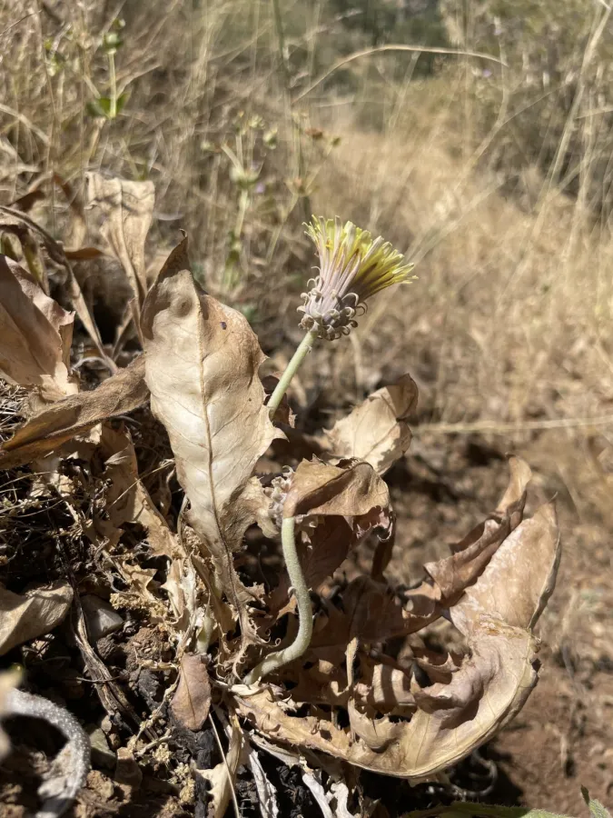 Taraxacum syriacum