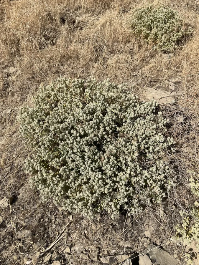 Teucrium capitatum