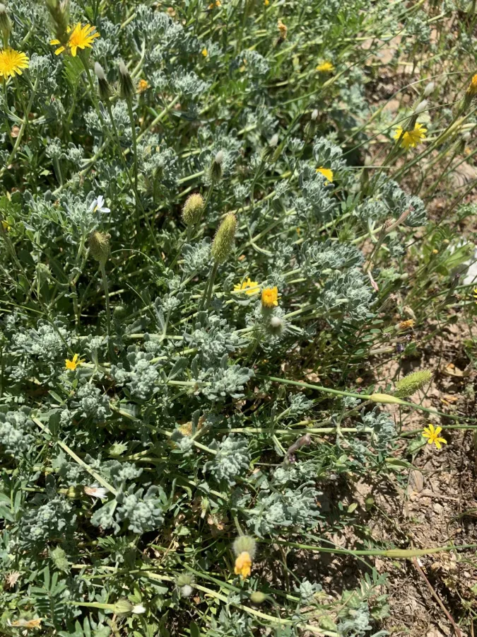 Teucrium capitatum