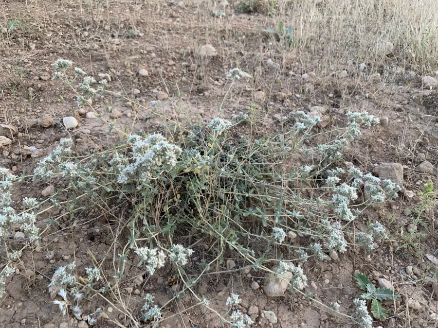 Teucrium capitatum