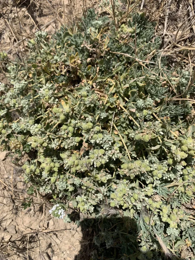 Teucrium capitatum