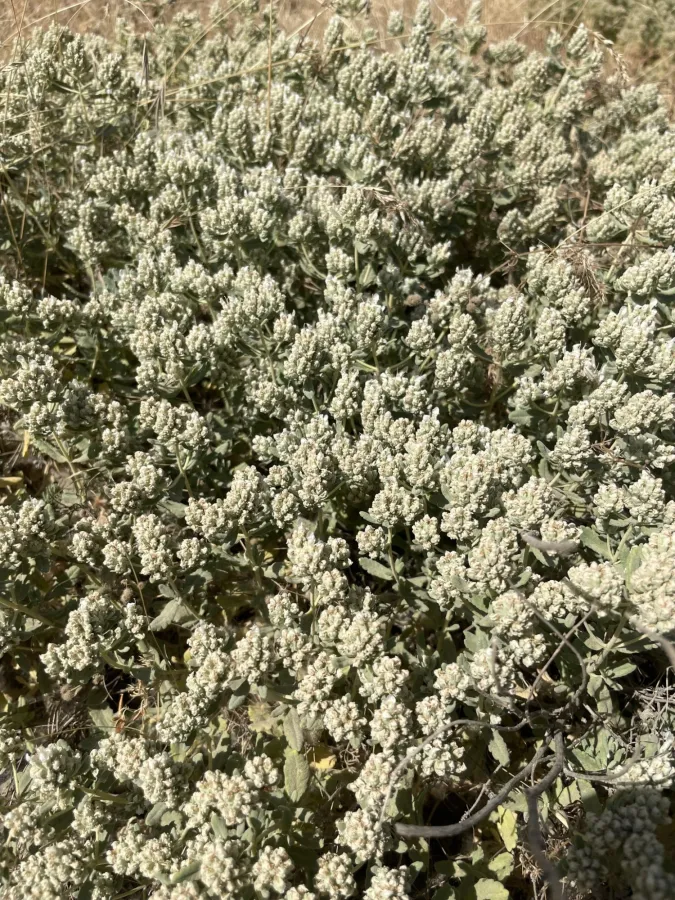 Teucrium capitatum