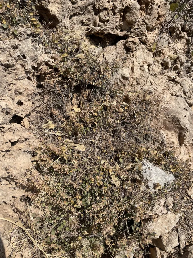 Teucrium chamaedrys