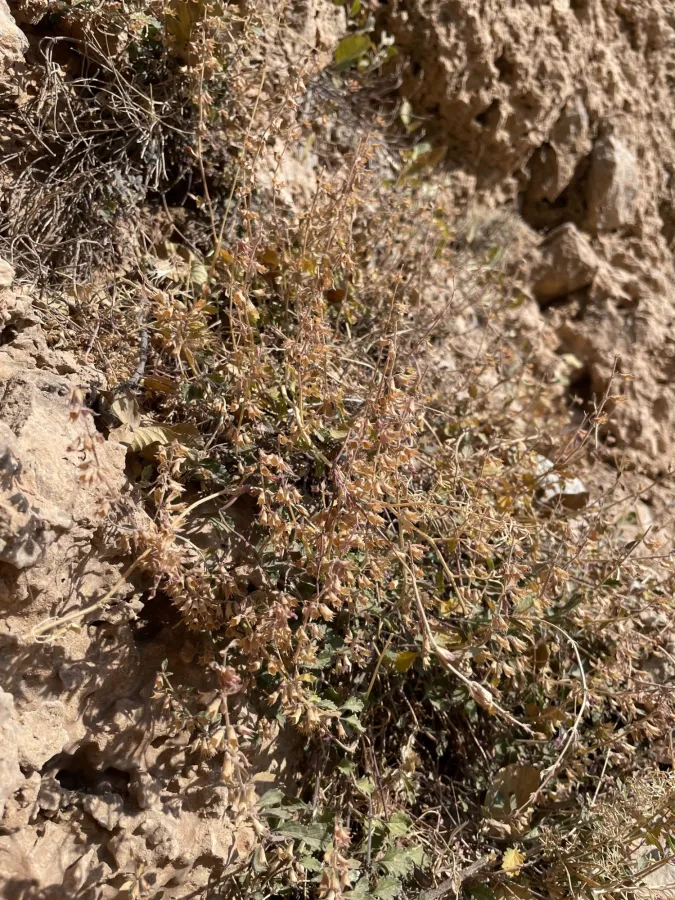 Teucrium chamaedrys