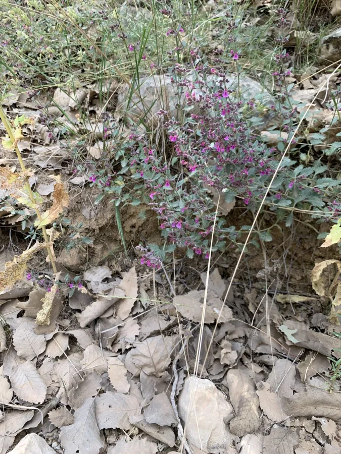 Teucrium chamaedrys