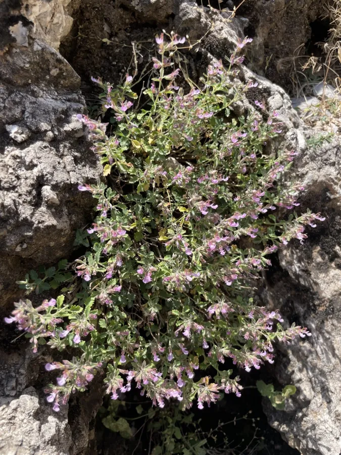 Teucrium chamaedrys