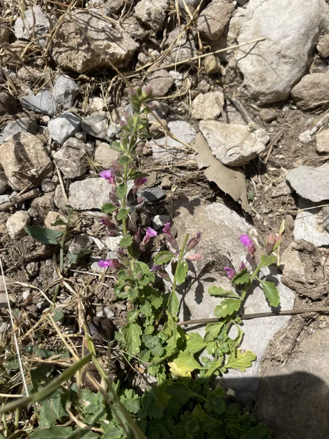 Teucrium chamaedrys