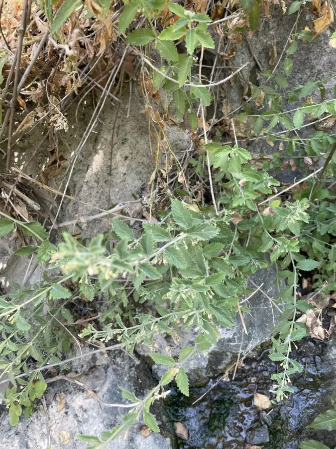Teucrium melissoides