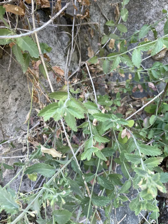 Teucrium melissoides