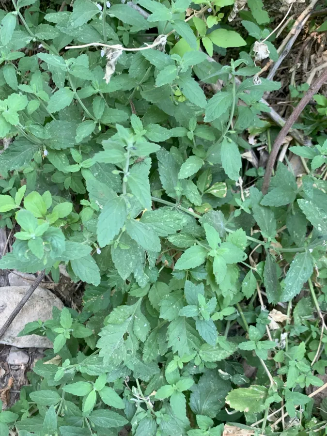 Teucrium melissoides