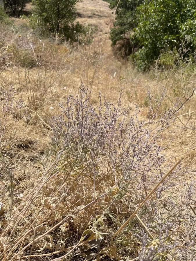 Teucrium orientale