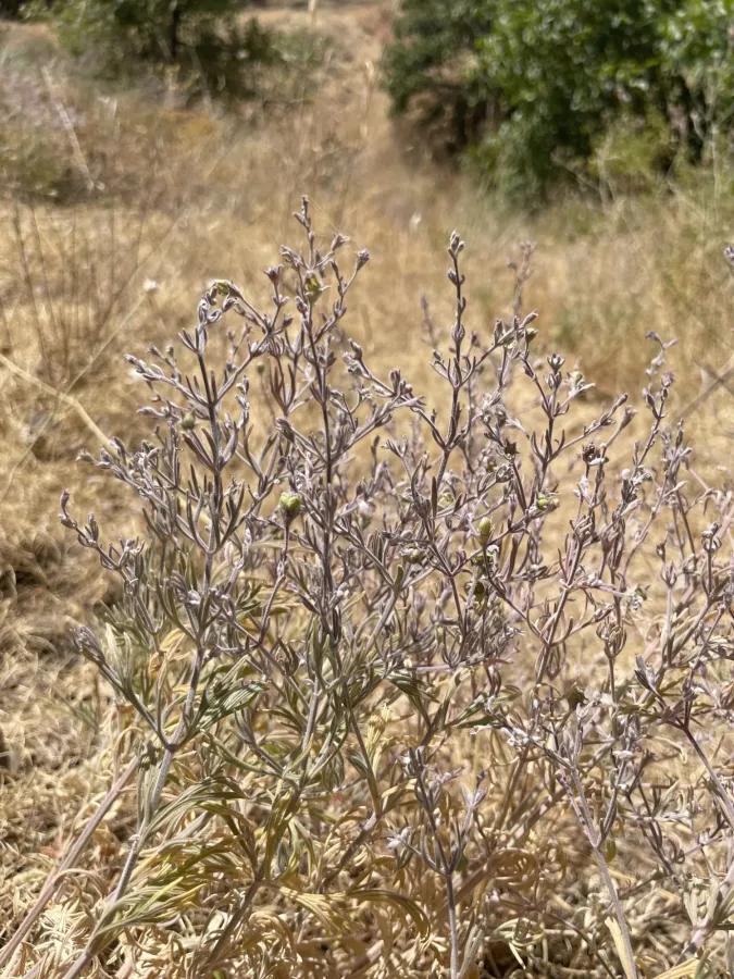 Teucrium orientale